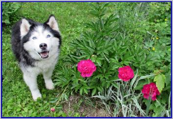 Tundra's Smokey